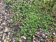 Euphorbia glyptosperma