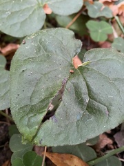 Asarum caudatum