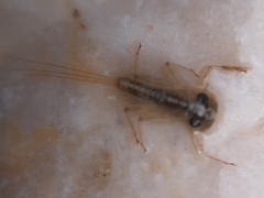 Ephemeroptera