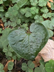 Asarum caudatum