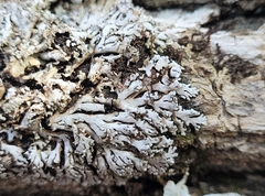 Physconia perisidiosa