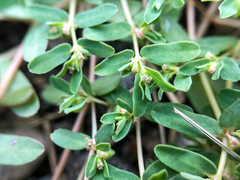 Euphorbia glyptosperma