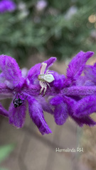 Thomisidae
