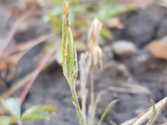 Scorzonera laciniata