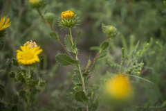Campylacantha olivacea