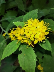 Solidago albopilosa