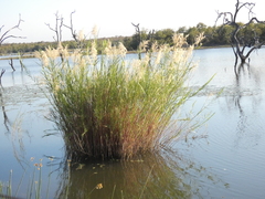Phragmites mauritianus