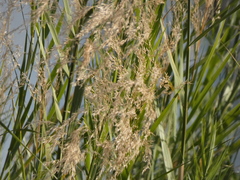 Phragmites mauritianus