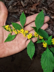 Solidago albopilosa
