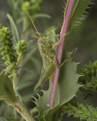 Campylacantha olivacea