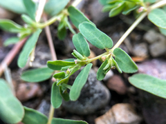Euphorbia glyptosperma