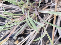 Scorzonera laciniata