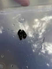 Potamopyrgus antipodarum