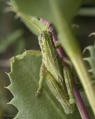 Campylacantha olivacea
