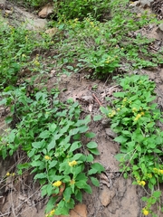 Solidago albopilosa