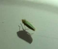 Draeculacephala antica