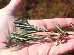 Andromeda polifolia latifolia