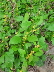 Solidago albopilosa