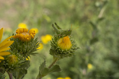 Campylacantha olivacea