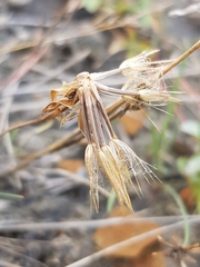 Scorzonera laciniata