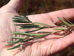 Andromeda polifolia latifolia