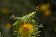 Campylacantha olivacea