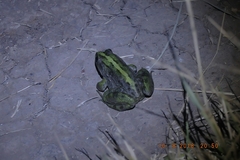 Fejervarya cancrivora