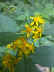 Solidago albopilosa