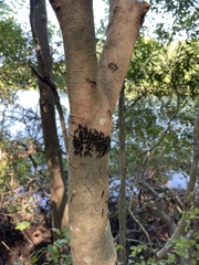 Cerastipsocus venosus