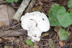 Hypomyces hyalinus