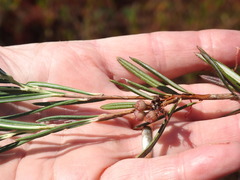 Andromeda polifolia latifolia