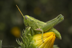 Campylacantha olivacea