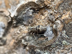 Mesopsocus immunis