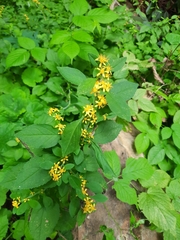 Solidago albopilosa