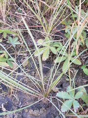 Scorzonera laciniata