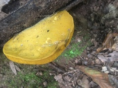Retiboletus