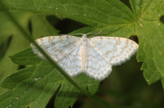 Asthena albulata