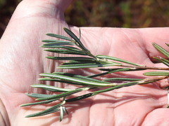 Andromeda polifolia latifolia