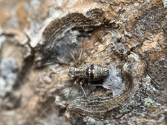 Mesopsocus immunis