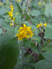 Solidago albopilosa