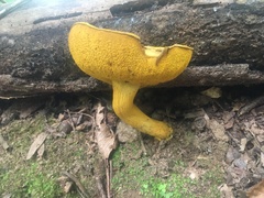 Retiboletus