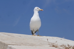 Larus michahellis