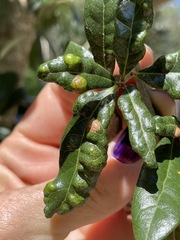 Aceria mackiei
