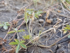 Scorzonera laciniata