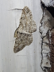 Iridopsis vellivolata
