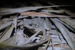 Phrynoidis asper