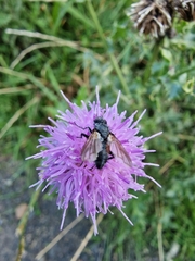 Eriothrix rufomaculata