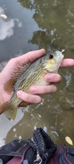 Ambloplites rupestris