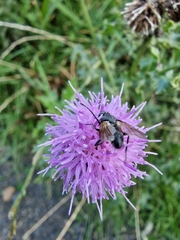 Eriothrix rufomaculata