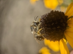 Colletes simulans armatus